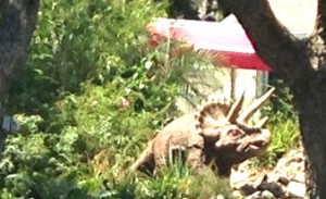 Triceratops